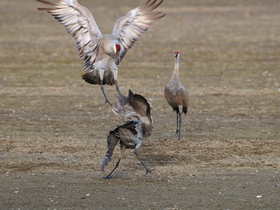 Sandhill Cranes Dancing, Creamer's Refuge, 2011