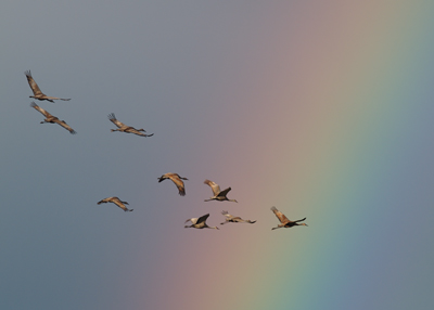 Sandhill Cranes and Rainbow, Creamer's Refuge,  2010