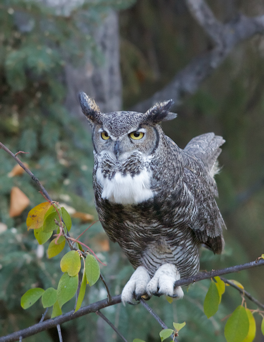 Great Horned Owl Calling