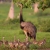 Greater Rhea with About Half of His Brood