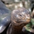 The Late Lonesome George, the Last Pinta Island Tortoise
