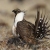 Sage Grouse Male, photo by US Fish & Wildlife Service