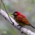 Crimson-mantled Woodpecker, Lower Manu Road, Peru
