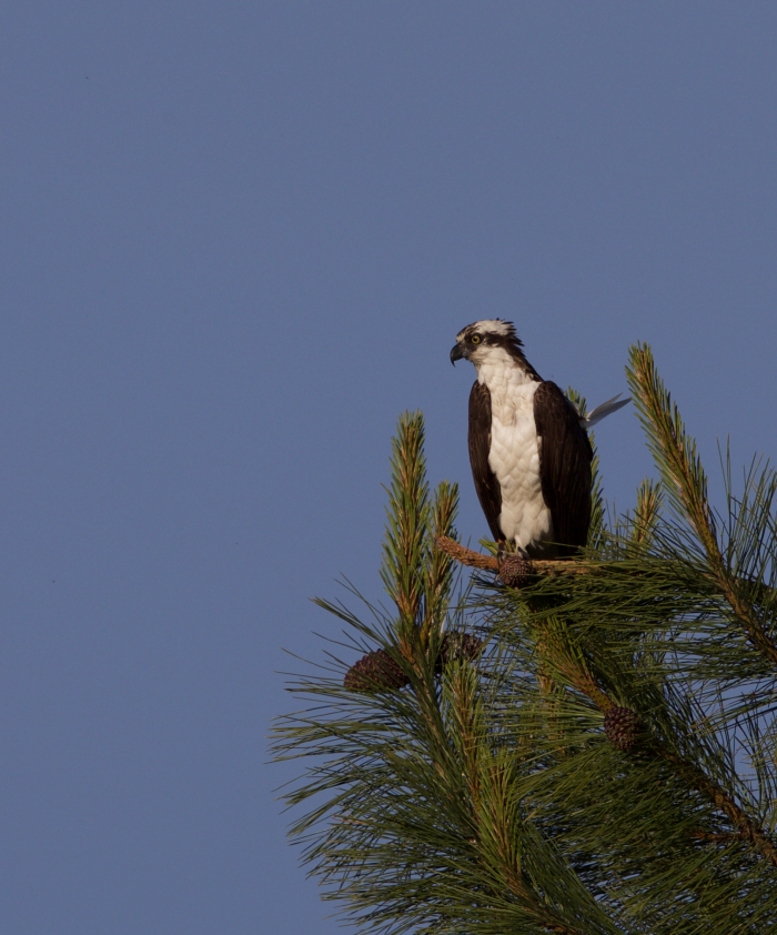 Osprey in Late Afternoon Light, Payette River, Idaho. f9, 1/640, ISO200; 500mm with 1.4 teleconverter.