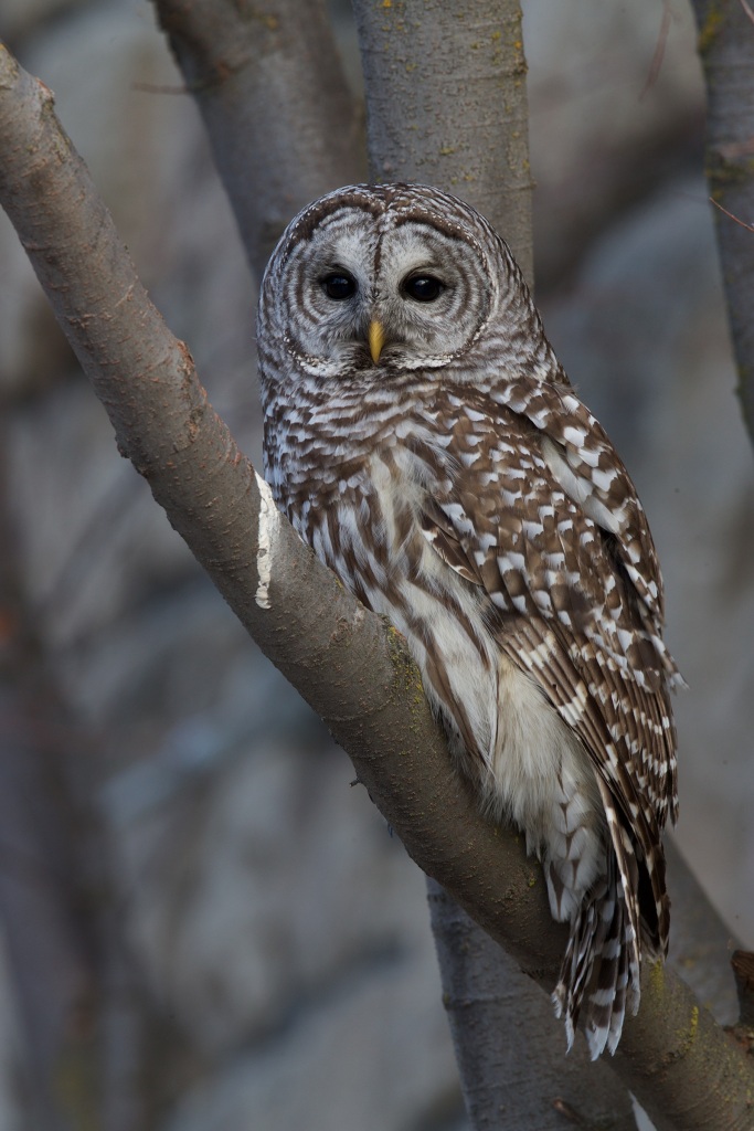 Barred Owl, Boise, Idaho