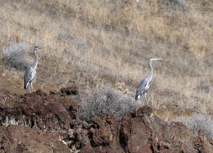 Great Blue Herons perched high on canyon rim