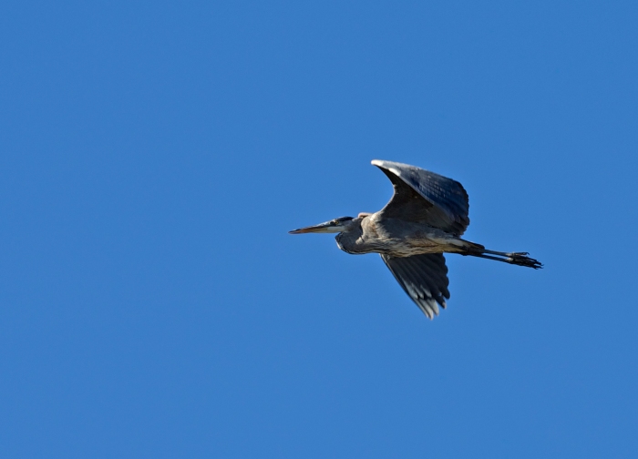 Great Blue Heron in Flight, Malheur NWR, Oregon