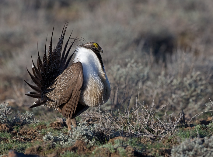Greater Sage Grouse male displaying, Snake River Plain, Idaho