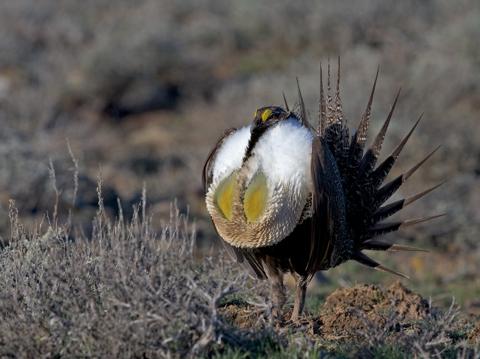 Male Greater Sage Grouse in full display, Snake River Plain, Idaho