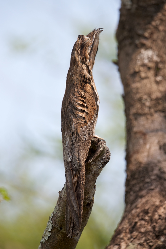 Common Potoo, Pantanal, Brazil October 2014