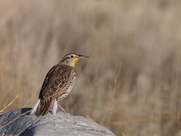 Western Meadowlark, Antelope Island, Utah