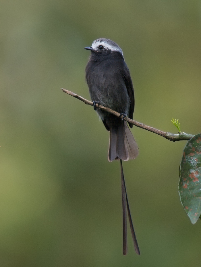 Long-tailed Tyrant, Costa Rica