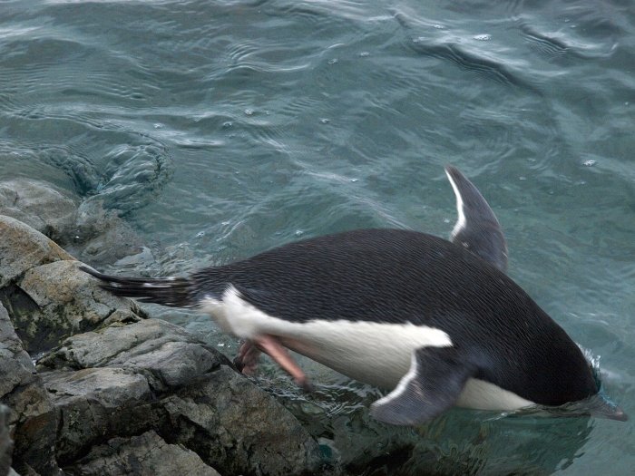 Adélie Penguin, Yalour Islands, Antarctic Peninsula