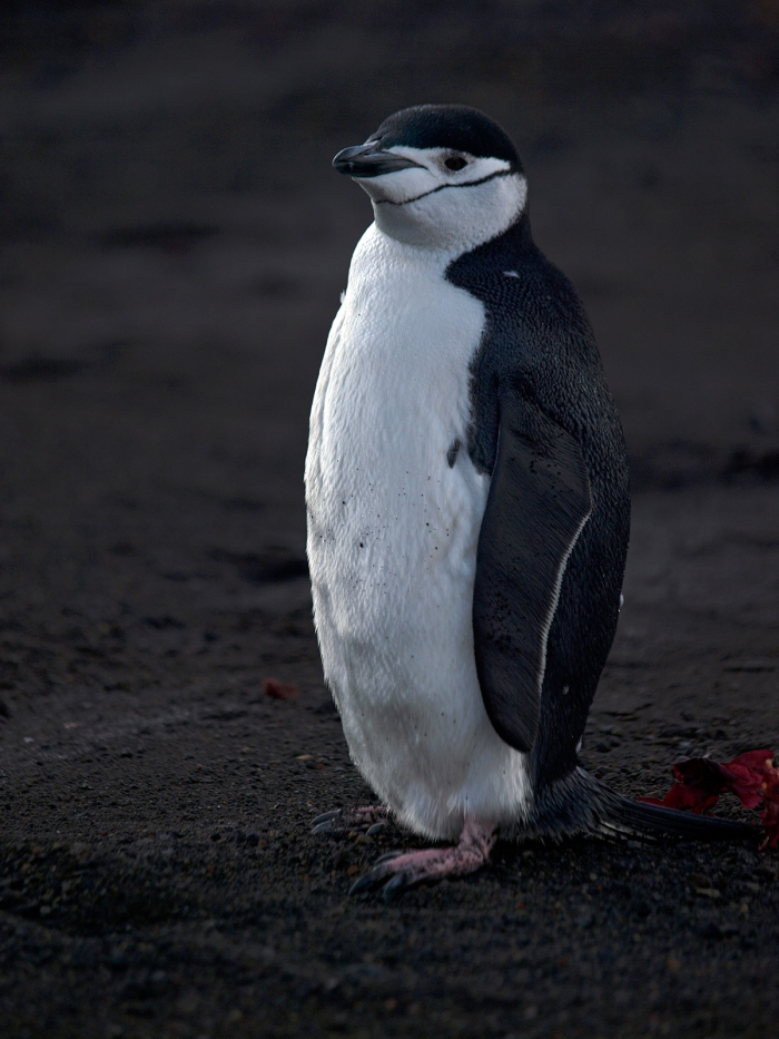 Chinstrap Penguin, South Shetland Island, Southern Ocean