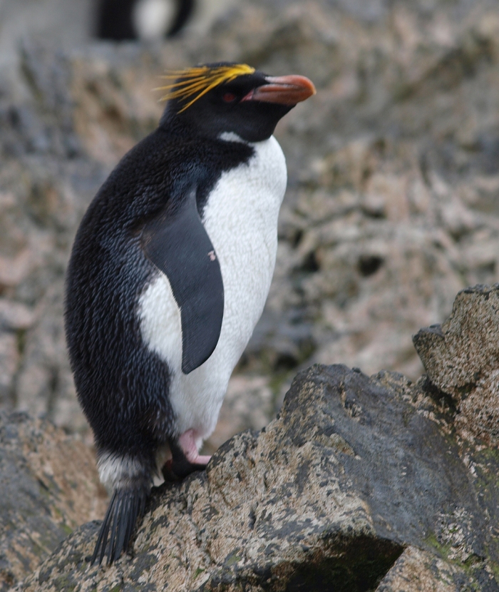 Macaroni Penguin, South Georgia Island