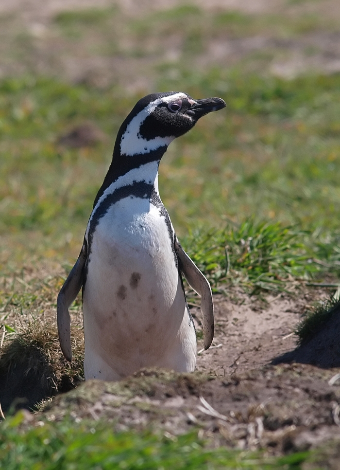 Magellanic Penguin in Burrow, West Point Island, Falkland Islands
