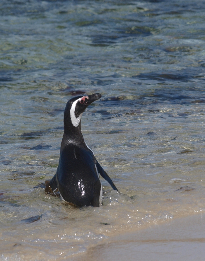 Magellanic Penguin Heading Out to Feed, West Point Island, Falkland Islands