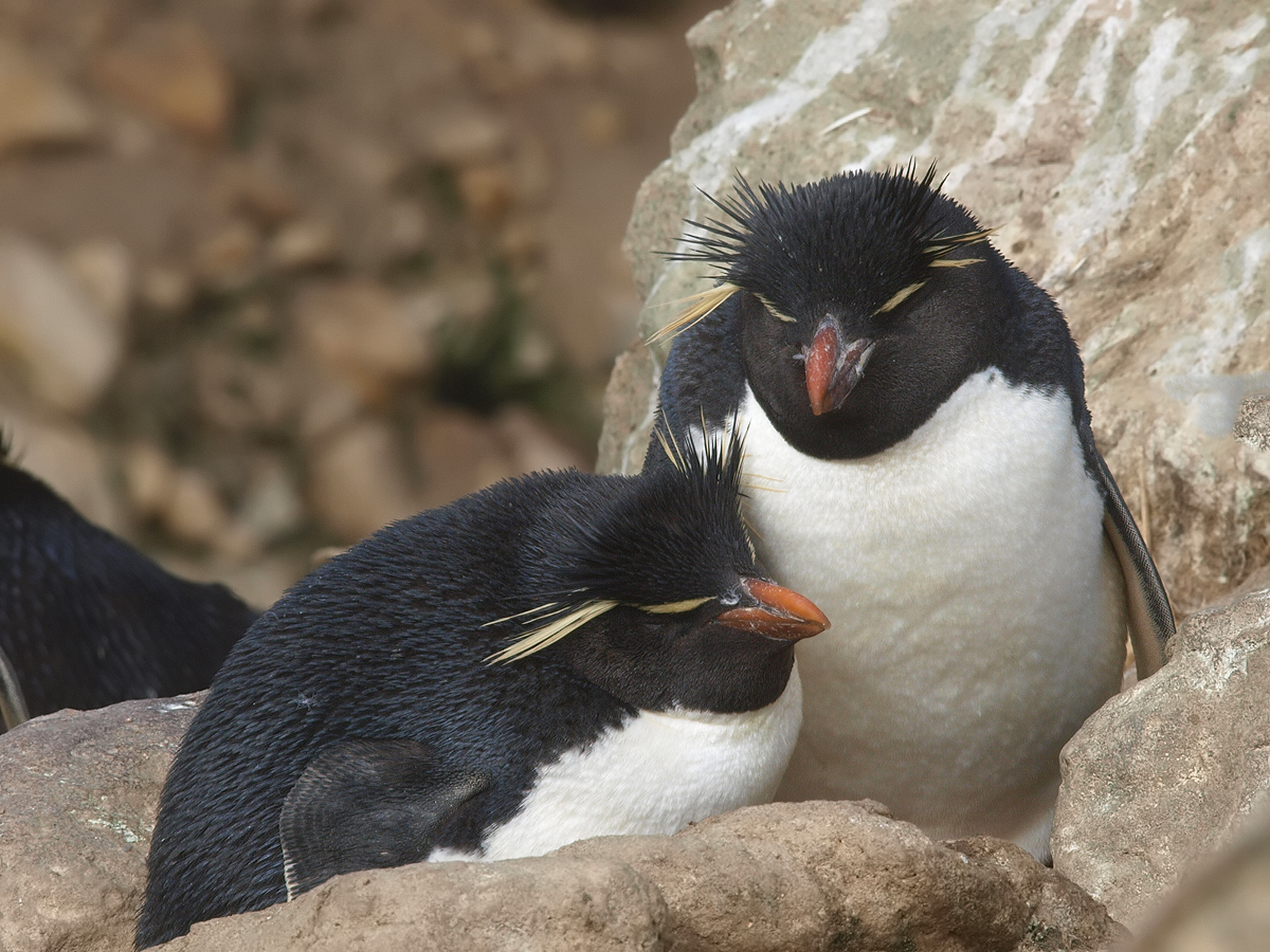 Rockhopper Penguin couple on eggs