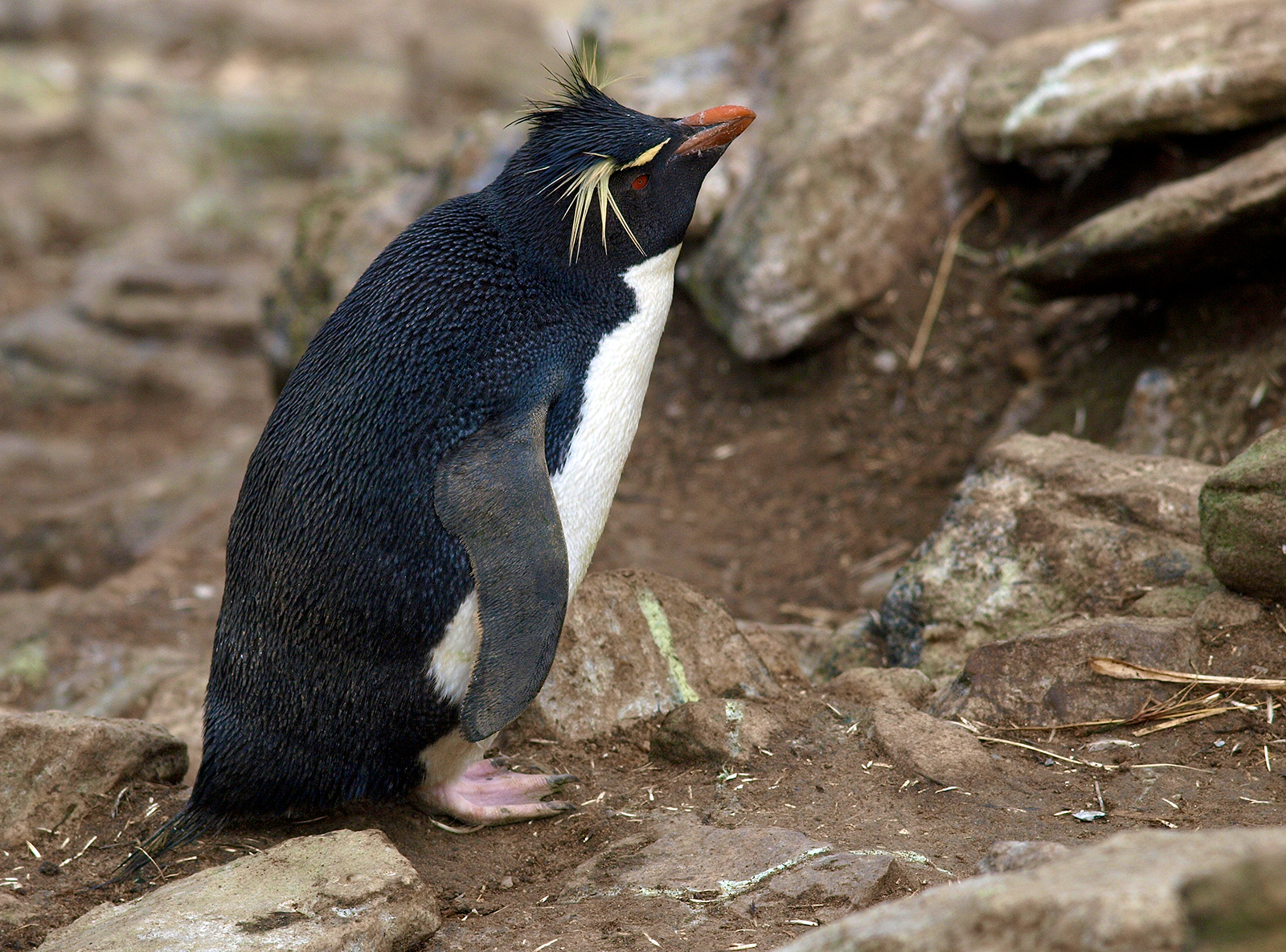 Rockhopper Penguin: Not a mountain climber's physique, but a mountain climber