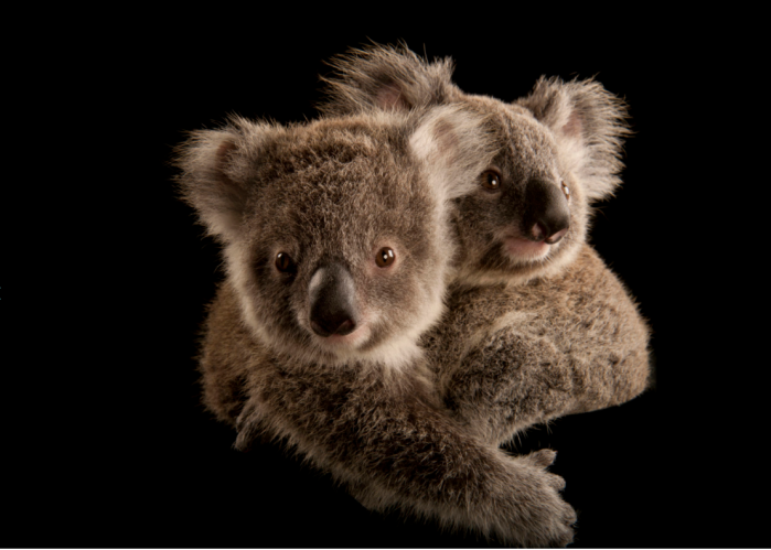  ANI088-00011 Two koala joeys cling to each other, waiting to be placed with human caregivers. Once they’re old enough, they’ll be released into the wild. © Joel Sartore