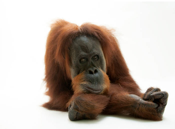 ANI064-00068 A critically endangered sumatran orangutan, Pongo abelii, at the Gladys Porter Zoo in Brownsville, TX. © Joel Sartore