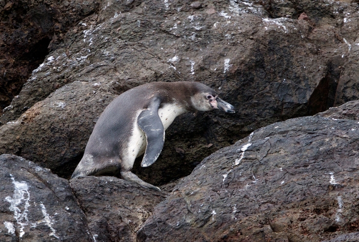Humboldt Penguin, Pucasana, Peru