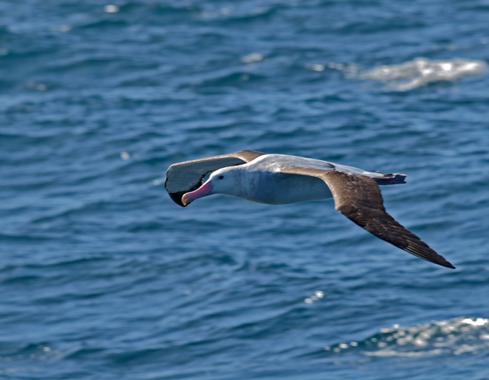 Wandering Albatross, Southern Ocean