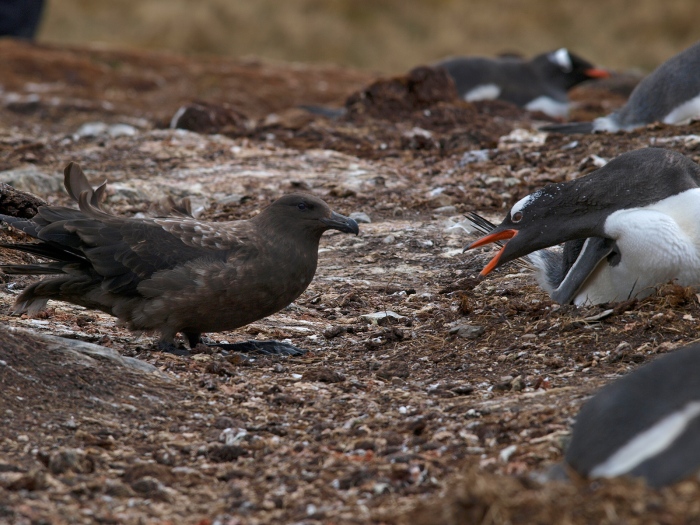 Brown Skua Attempting to Raid a Gentoo Penguin Nest