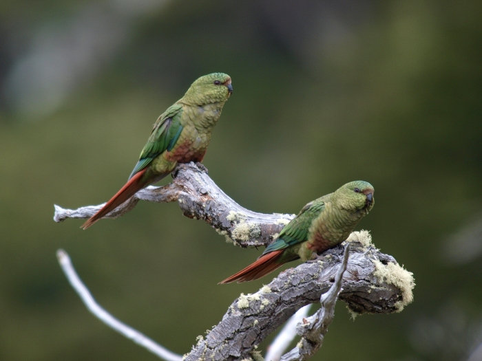 Austral Parakeet, Tierra del Fuego, Aregentina