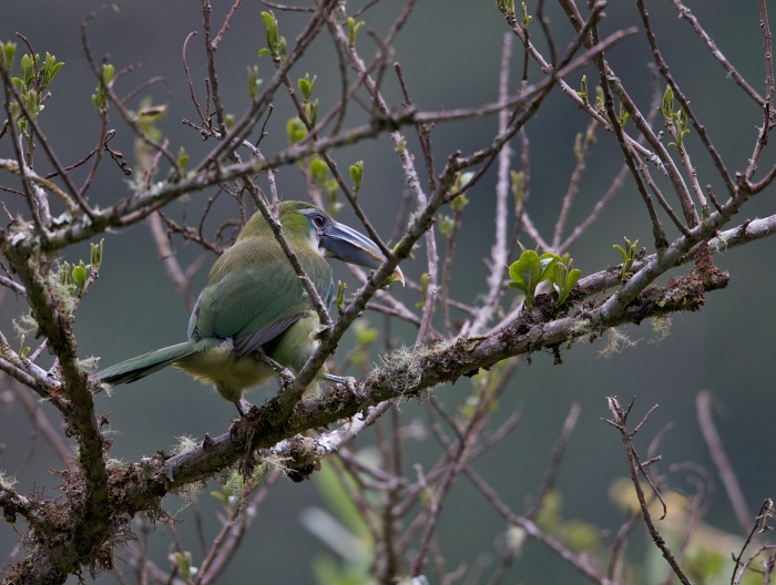 Blue-banded Toucanet, East Slope of the Andes, Peru