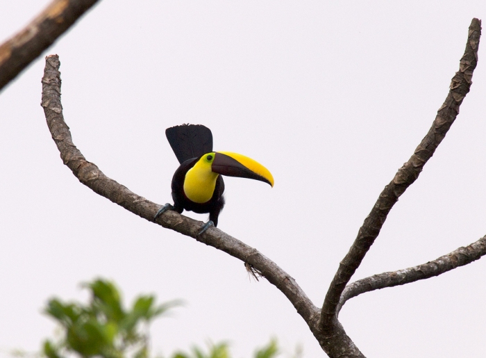 Yellow-throated Toucan, Costa Rica