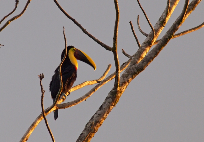 Yellow-throated Toucan, Costa Rica