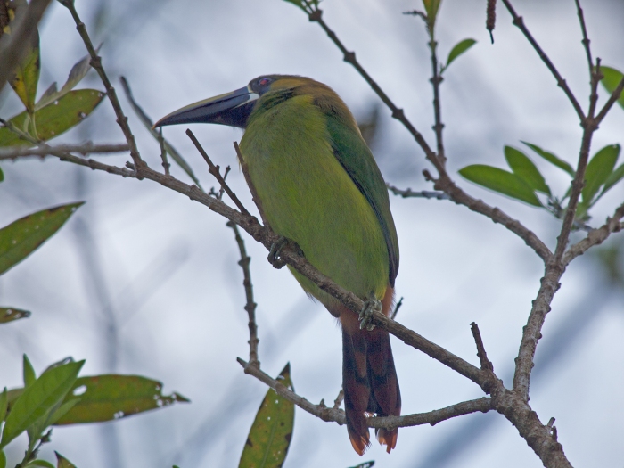 Northern Emerald Toucanet, Costa Rica
