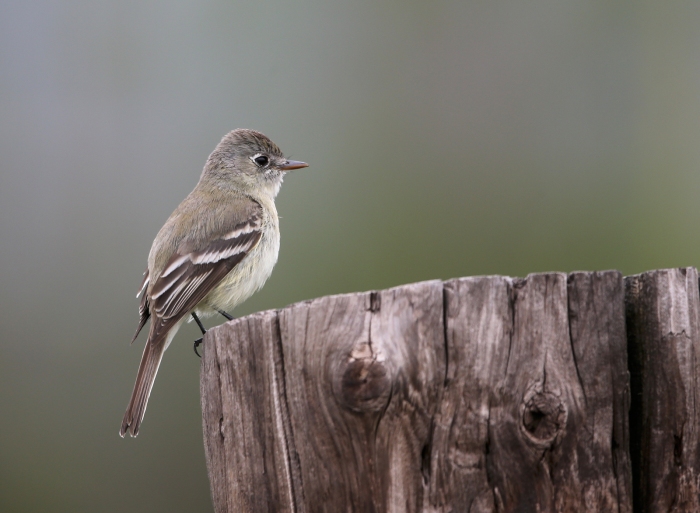 Pacific Slope Flycatcher, Pinnacles National Park, California
