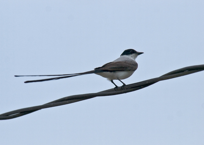 Fork-tailed Flycatcher, Oaxaca, Mexico