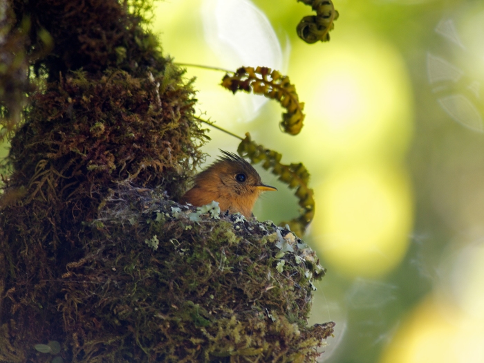 Tufted Flycatcher on Nest, Costa Rica