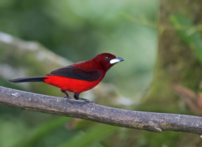 Male Crimson-backed Tanager, Metropolitan Park, Panama City, Panama