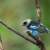 Golden-hooded Tanager, Costa Rica