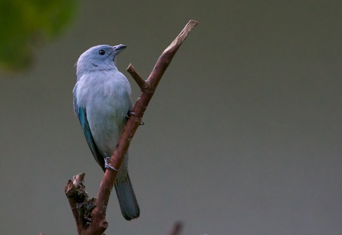 Blue-gray Tanager, Peru