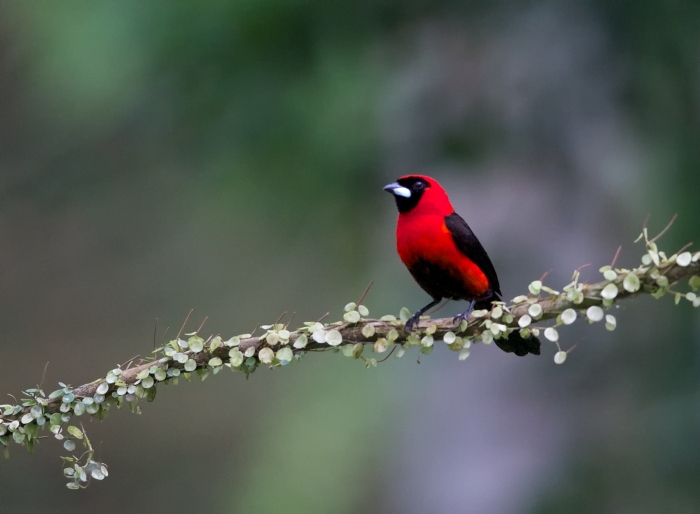Masked Crimson Tanager, Ecuador