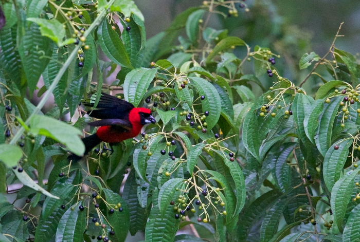 Masked Crimson Tanager feeding in the rain, Ecuador