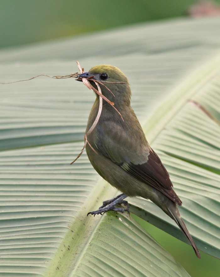 Palm Tanager with nesting material, Costa Rica