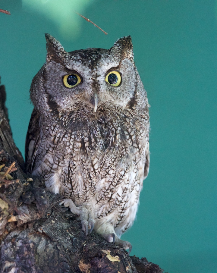 Western Screech Owl, Boise, Idaho