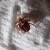 Rocky Mountain Wood Tick (Dermacentor andersoni) (Adult)