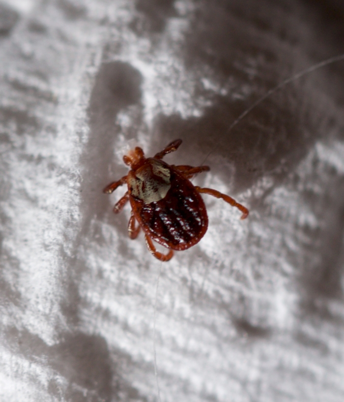 Rocky Mountain Wood Tick (Dermacentor andersoni) (Adult)