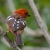 Male Flame-colored Tanager, Panama