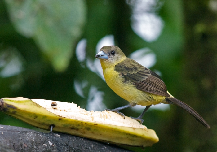 Female Lemon-rumped Tanager, Ecuador