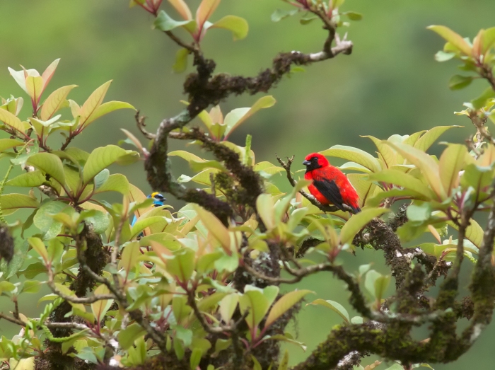 Vermillion Tanager, Podocarpus National Park, Ecuador