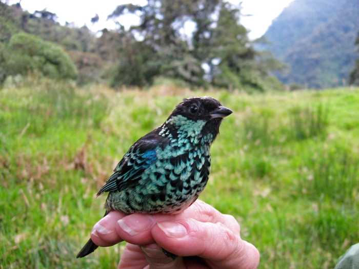 Beryl-spangled Tanager Male, East Slope of the Andes, Ecuador