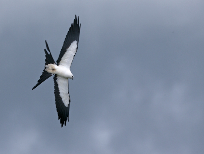 Swallow-tailed Kite, crest of the Andes, Ecuador